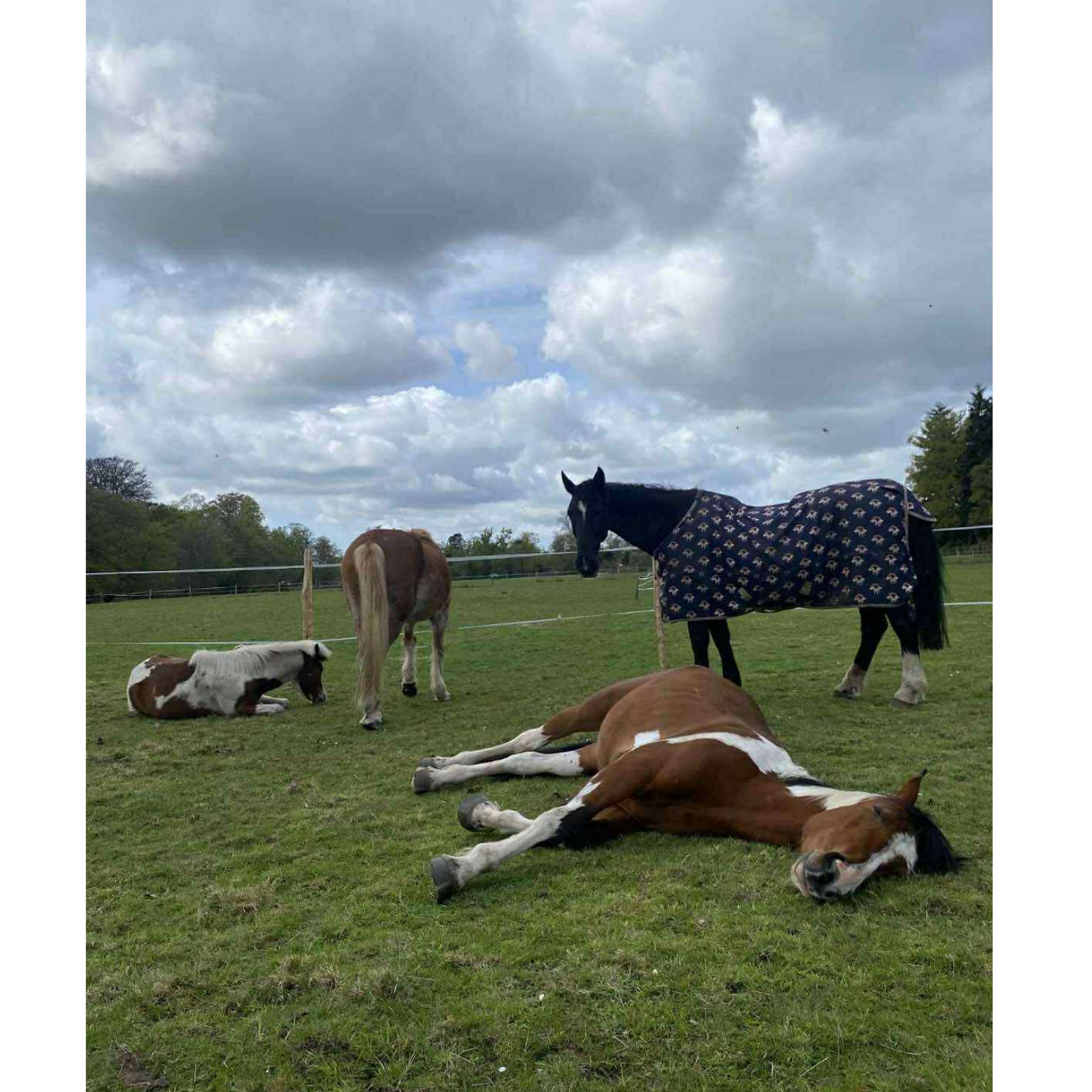 Horses Sleeping