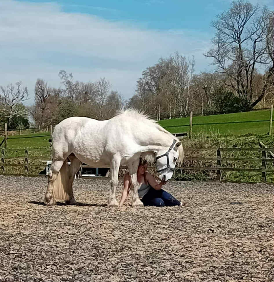 Horses nature retreat